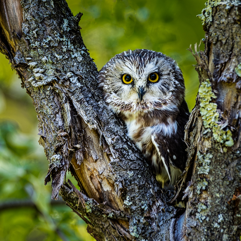 Nature In Class M By Samuel Carr For Northern Sawwhet NOV-2018.jpg